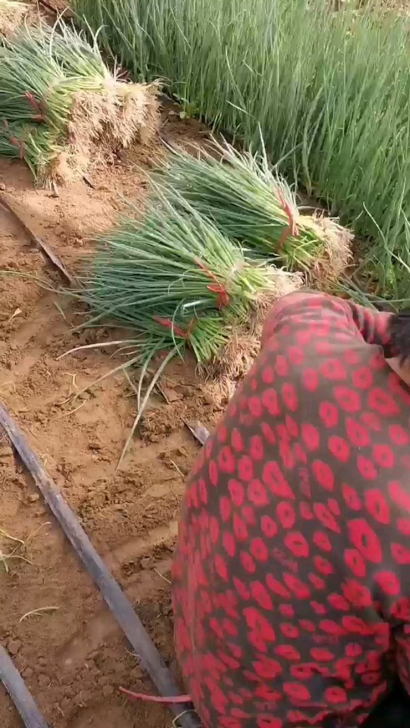 铁杆葱苗，品种齐全，抗病毒，抗涝抗热