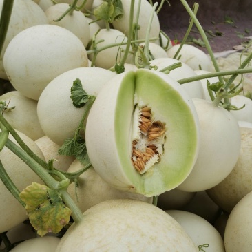 玉菇甜瓜