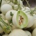 玉菇甜瓜