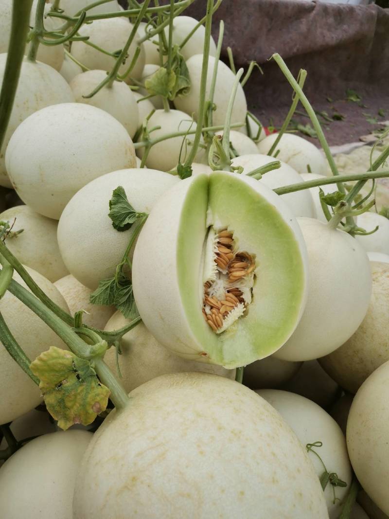 玉菇甜瓜
