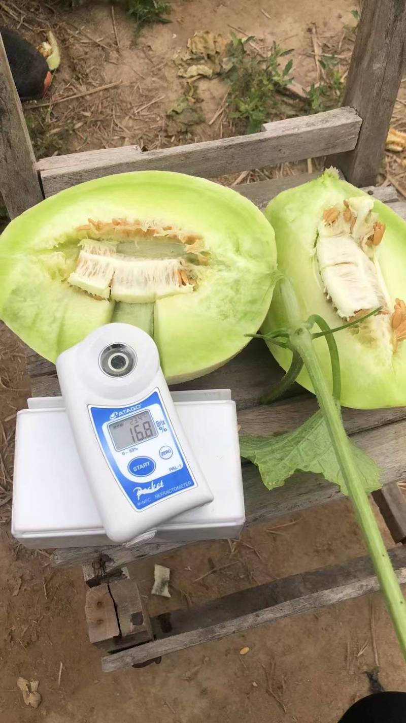 玉菇甜瓜