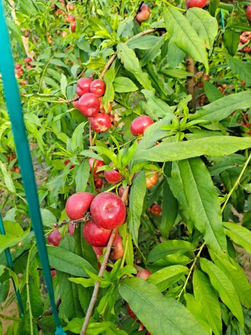 小蟠桃