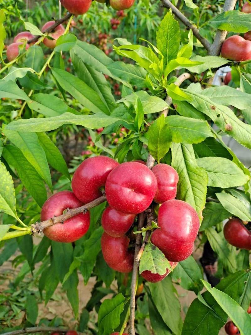 小蟠桃
