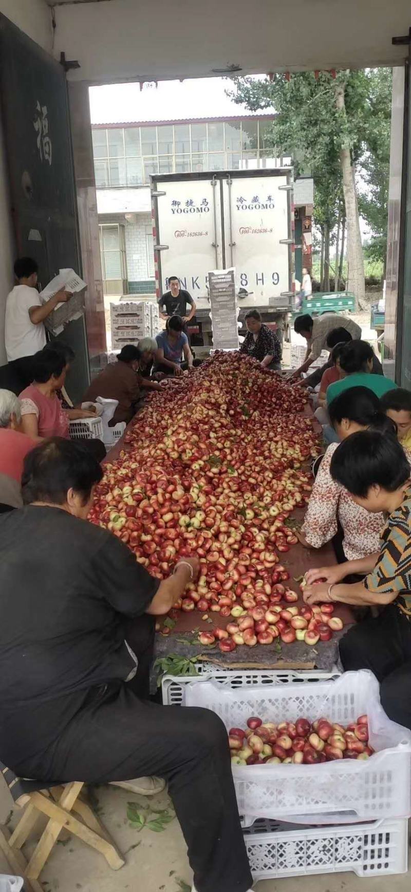 小蟠桃