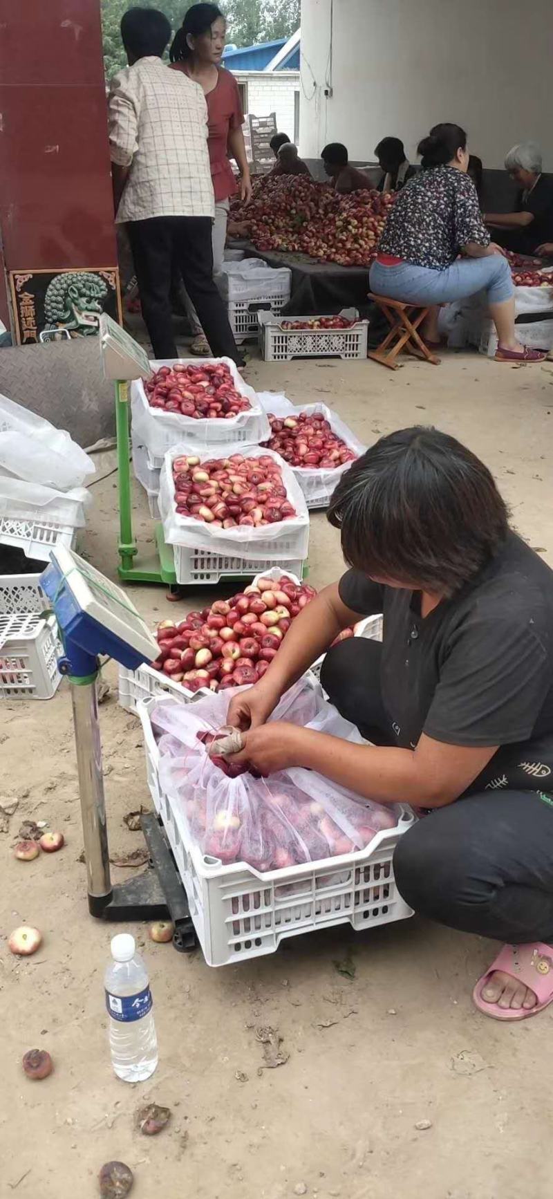 小蟠桃