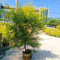 黄金香柳福建漳州黄金宝树绿化庭院设计基地直供大小规