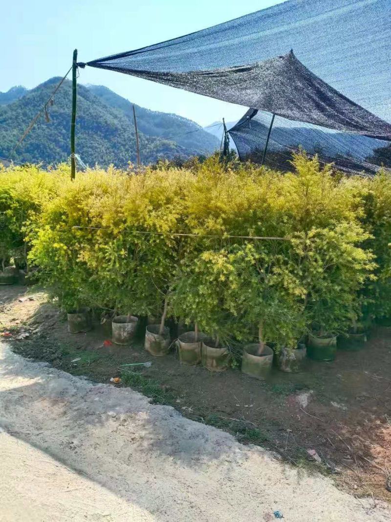 黄金香柳福建漳州黄金宝树绿化庭院设计基地直供大小规