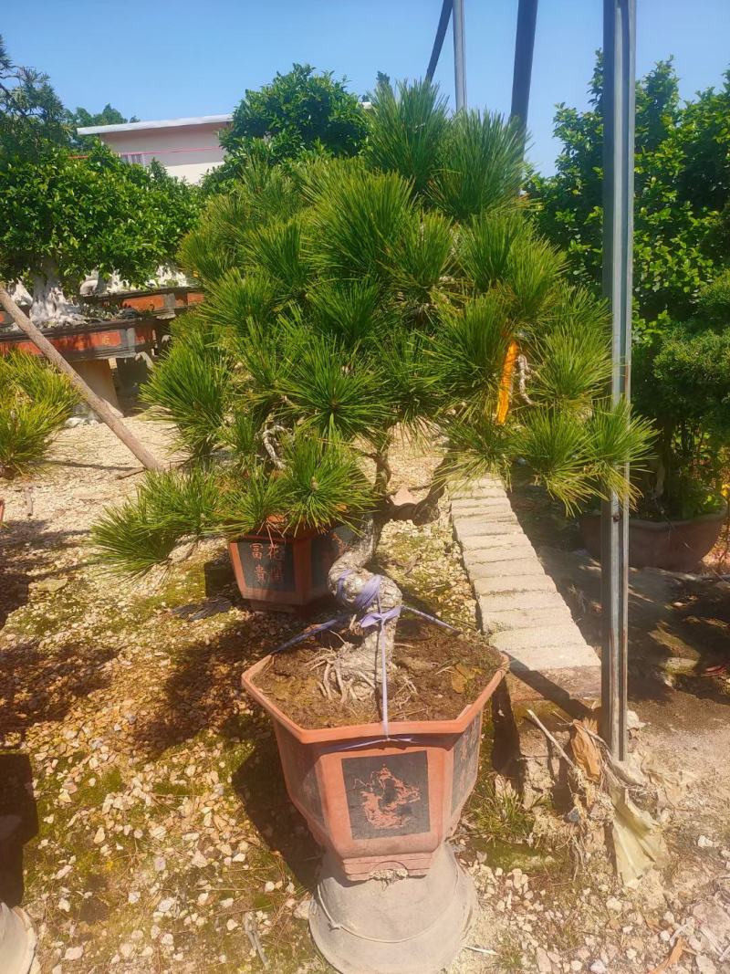 杜松福建漳州杜松绿化庭院设计基地直供大小规格