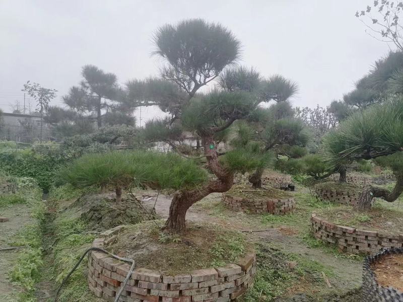 杜松福建漳州杜松绿化庭院设计基地直供大小规格