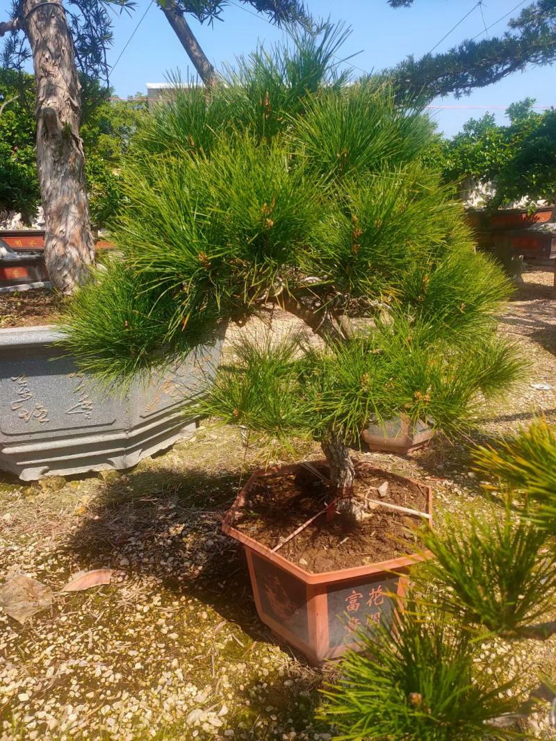 杜松福建漳州杜松绿化庭院设计基地直供大小规格