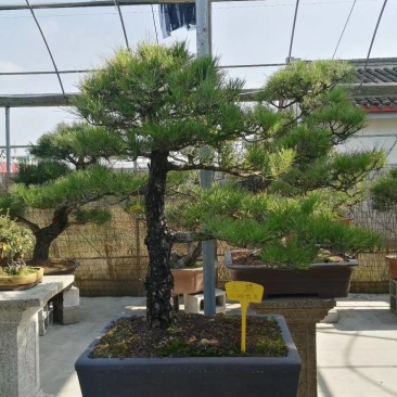 杜松福建漳州杜松绿化庭院设计基地直供大小规格