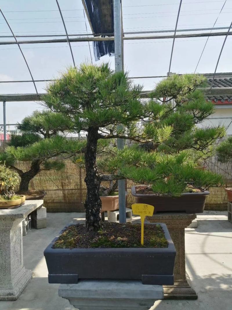 杜松福建漳州杜松绿化庭院设计基地直供大小规格