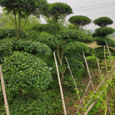 造型刺冬青柞木树广场公园庭院观赏景观