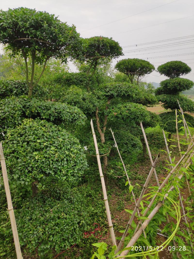 造型刺冬青柞木树广场公园庭院观赏景观