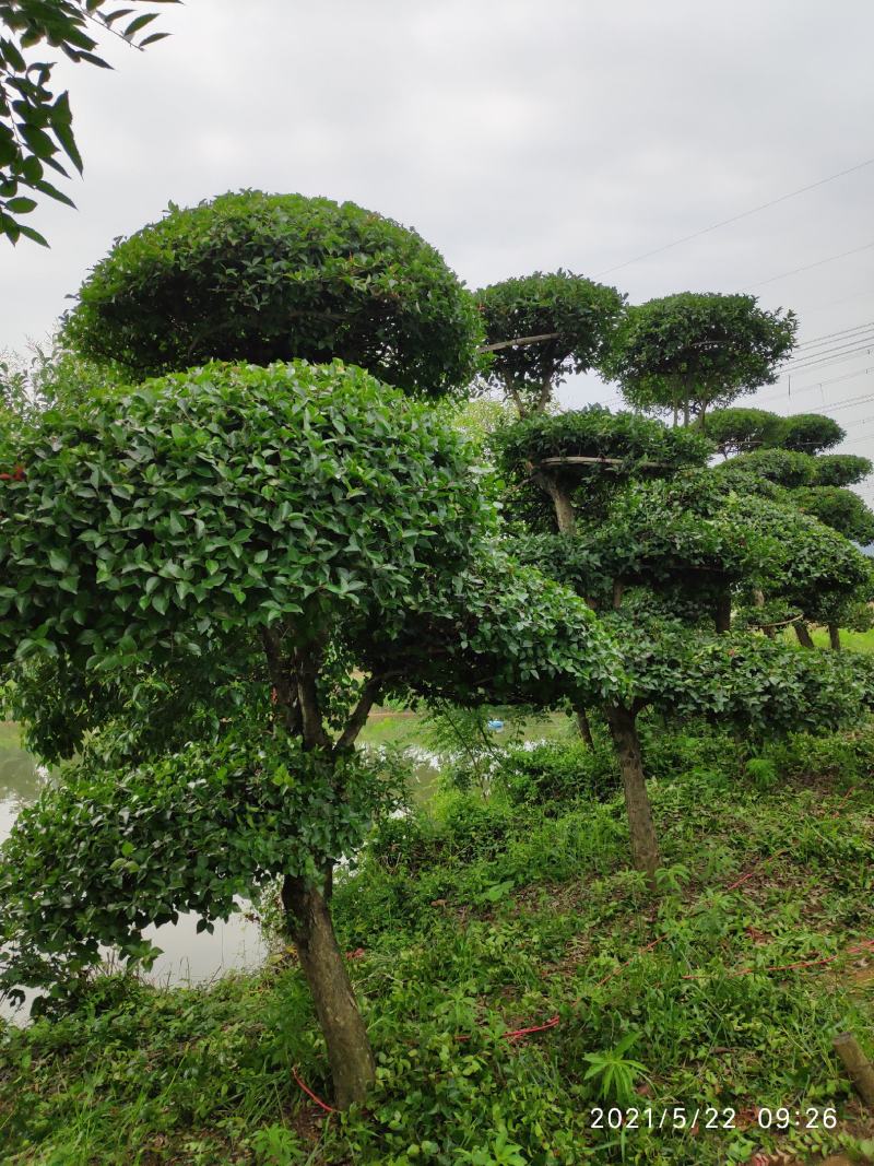 造型刺冬青柞木树广场公园庭院观赏景观