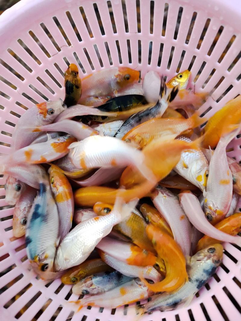 锦鲤鱼苗德国三色锦鲤鱼苗