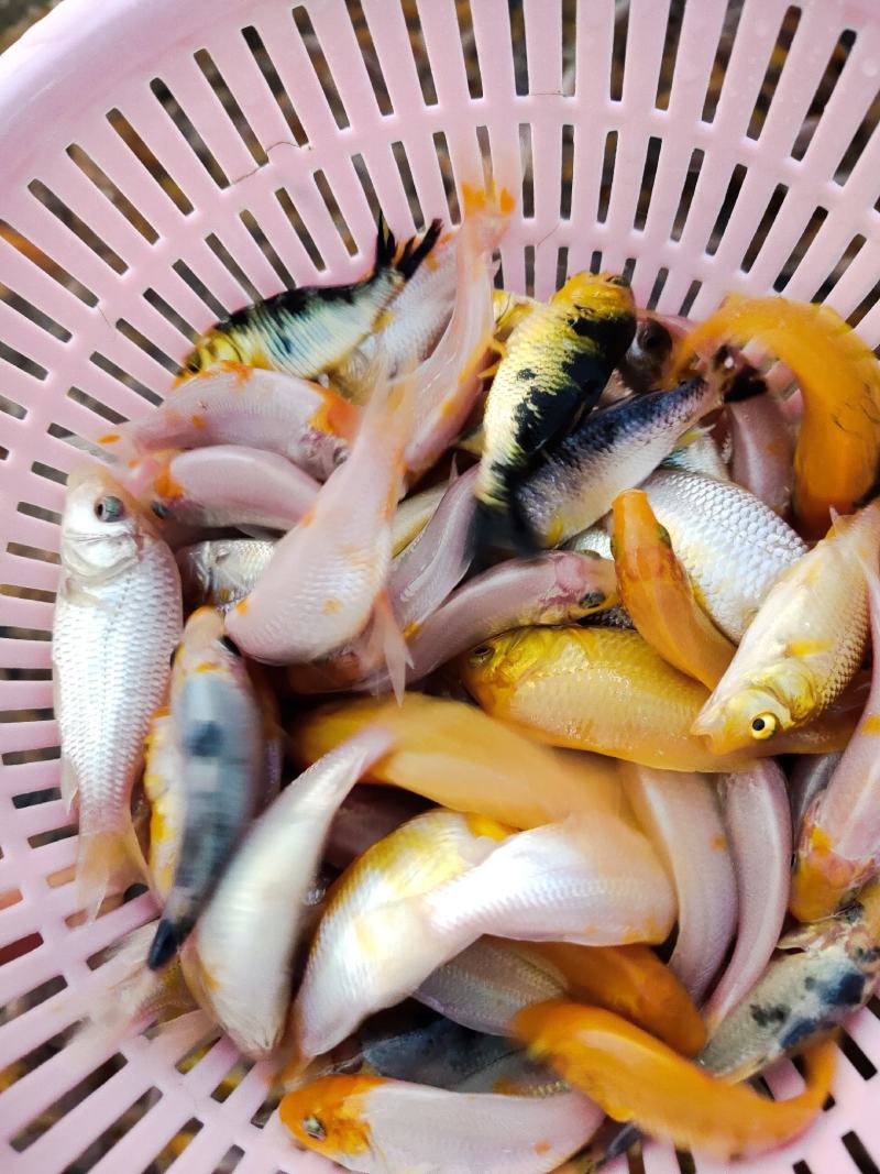 锦鲤鱼苗德国三色锦鲤鱼苗