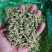 山东金银花基地新货金银花，直发