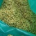 山东金银花基地新货金银花，直发