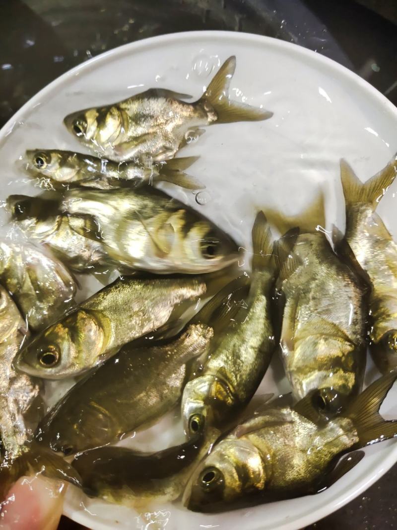 缩骨大头鱼苗
