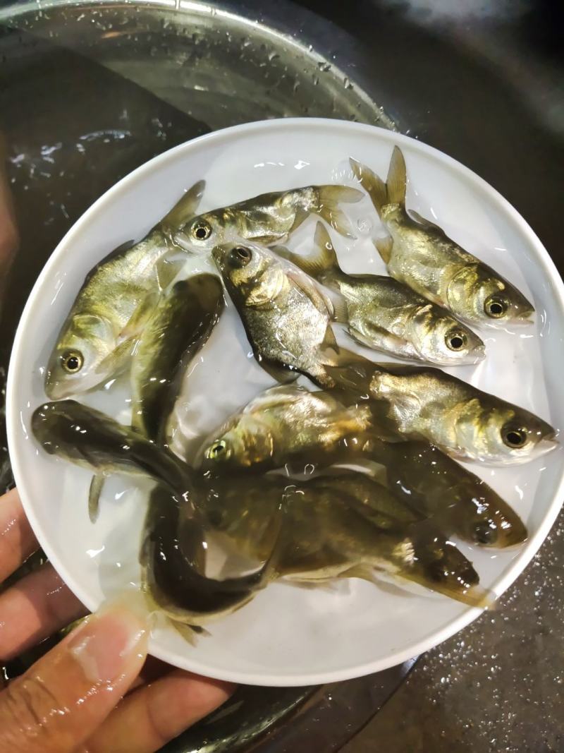 缩骨大头鱼苗