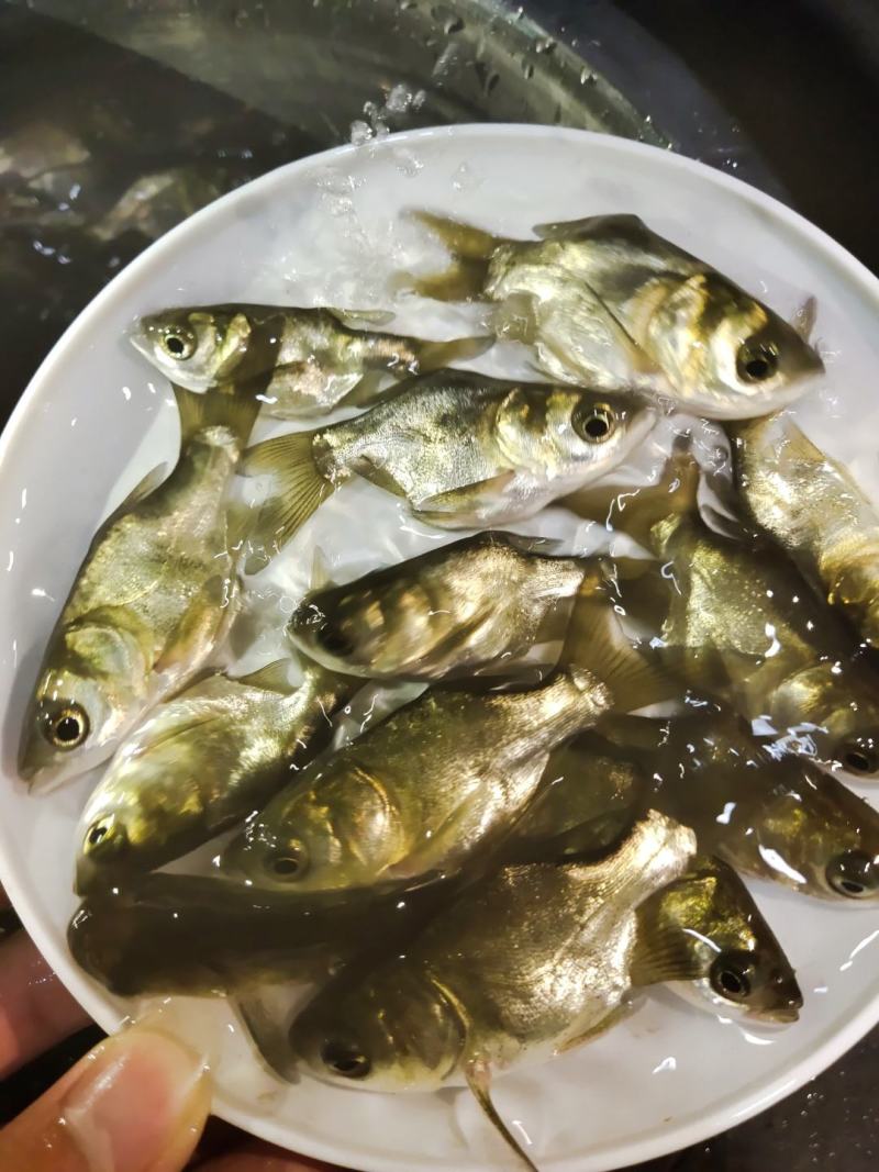 缩骨大头鱼苗
