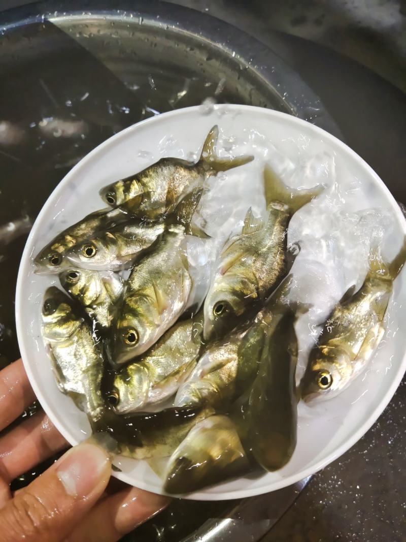 缩骨大头鱼苗