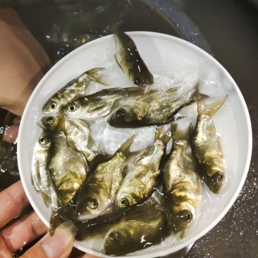 缩骨大头鱼苗