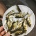 缩骨大头鱼苗