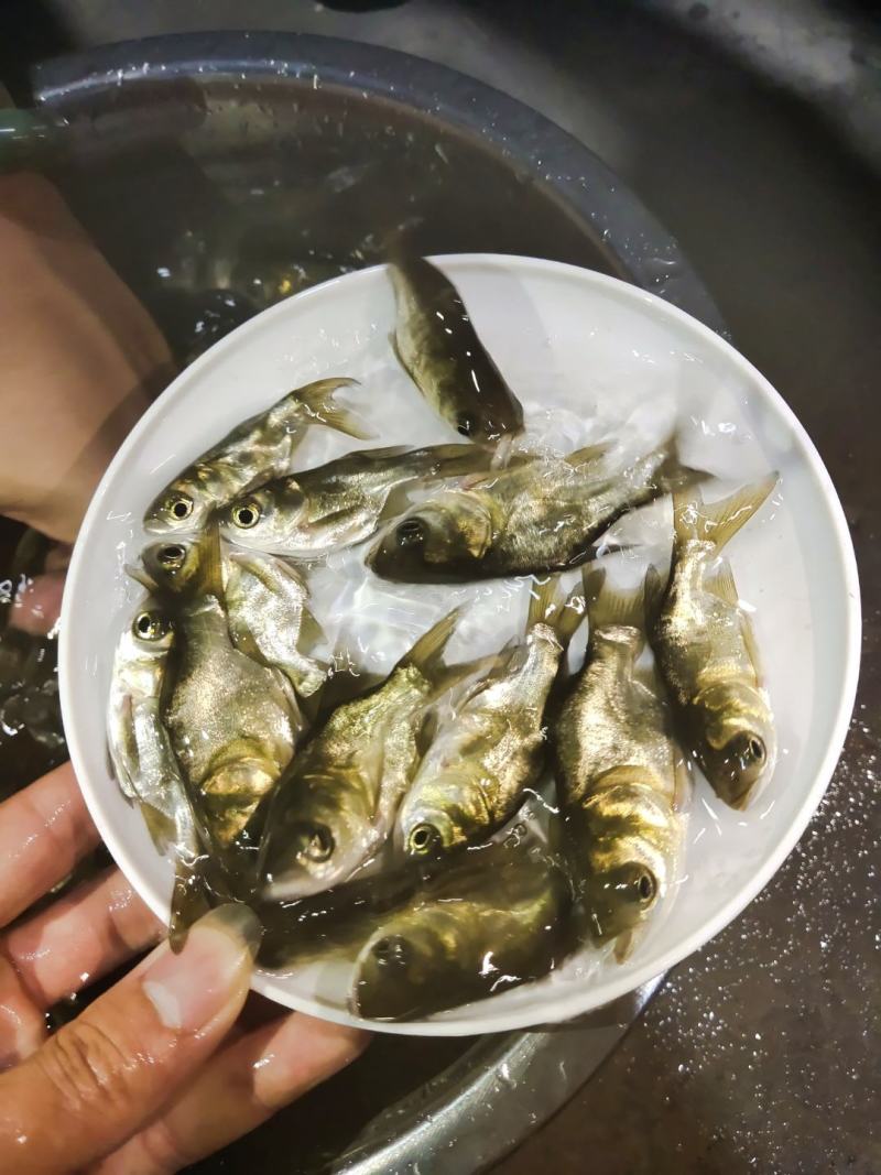缩骨大头鱼苗