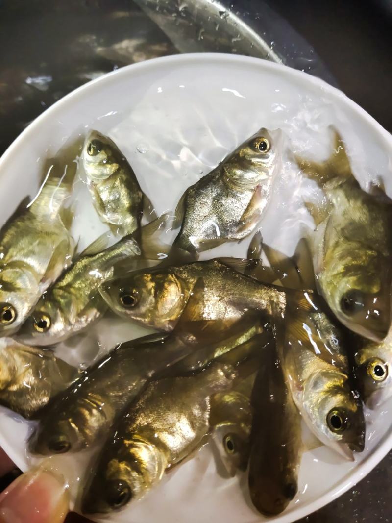 缩骨大头鱼苗