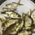 缩骨大头鱼苗