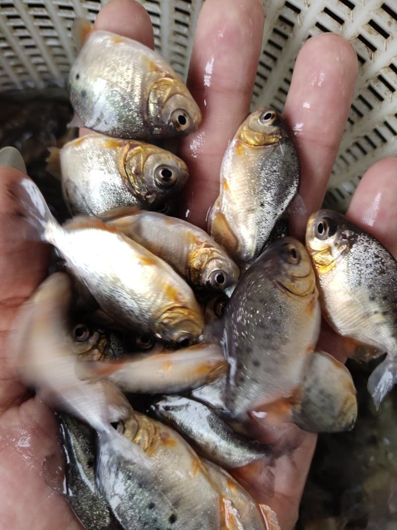 白鲳鱼苗淡水养殖鲳鱼可食用红鲳鱼鱼苗全国发货