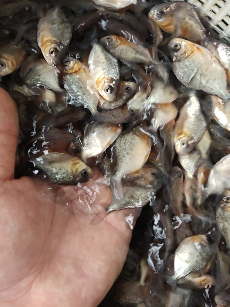 白鲳鱼苗淡水养殖鲳鱼可食用红鲳鱼鱼苗全国发货