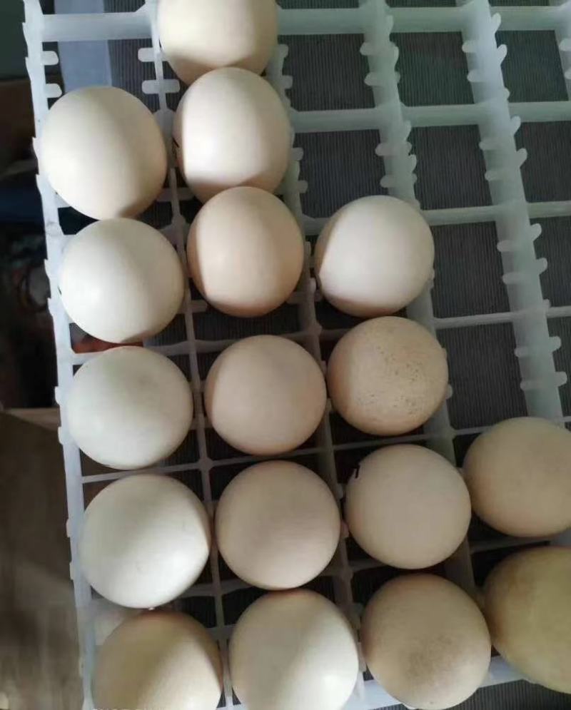 孔雀蛋新鲜新鲜孔雀种蛋开始售卖了可孵化，可食用，一个35