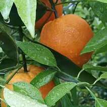 （推介）供应优质夏橙个大皮细颜色光亮口味正硬度好耐运藏。