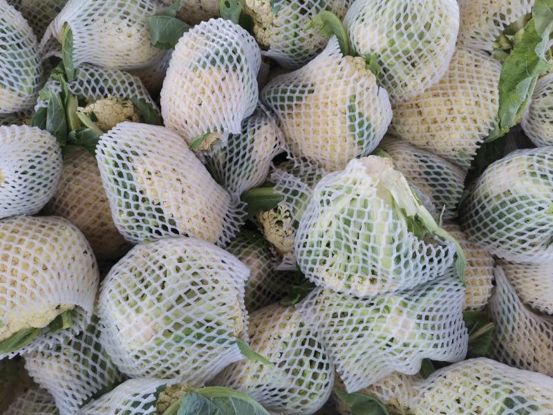 精品有机花菜（松花菜），大量上市中，花白精美，欢迎订购