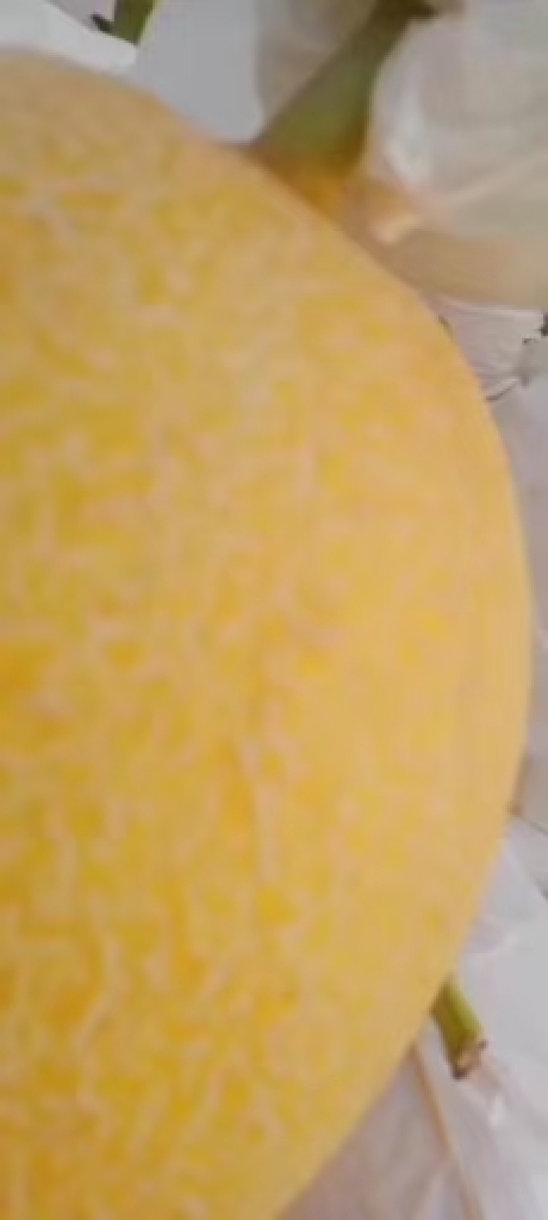 河北久红瑞