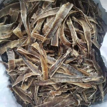大量地龙长期提供货每天一顿
