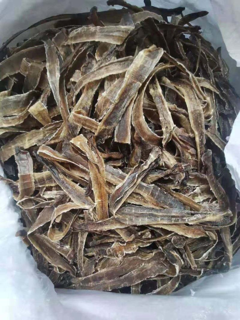 大量地龙长期提供货每天一顿