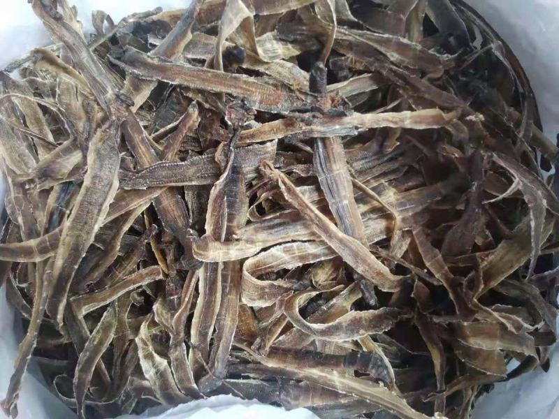大量地龙长期提供货每天一顿