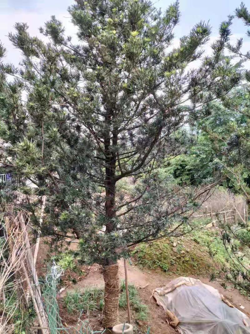 绿化苗木罗汉松