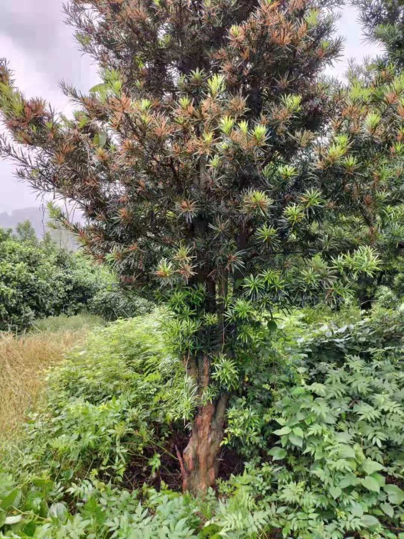 绿化苗木罗汉松