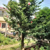 绿化苗木罗汉松
