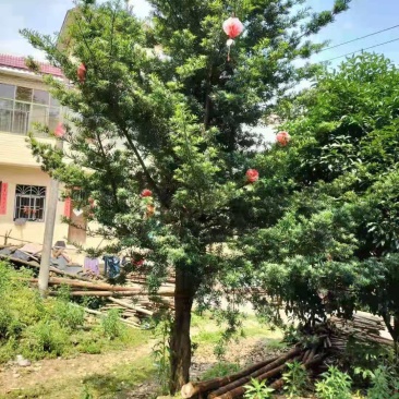 绿化苗木罗汉松