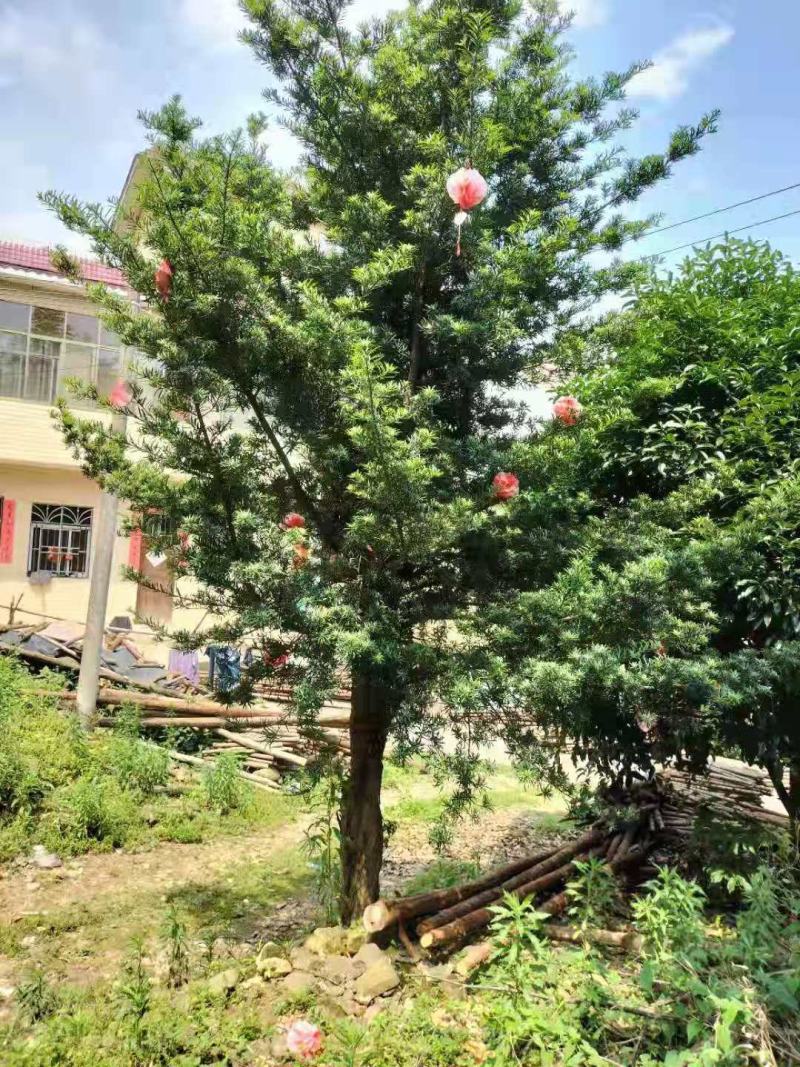 绿化苗木罗汉松