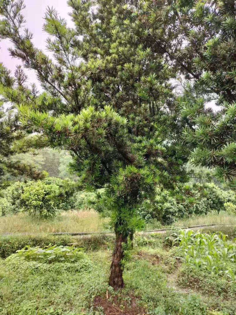绿化苗木罗汉松