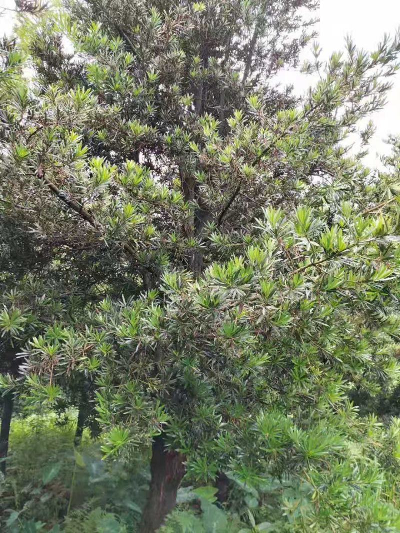 绿化苗木罗汉松