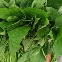 红薯苗，优质脱毒红薯苗，品种展示