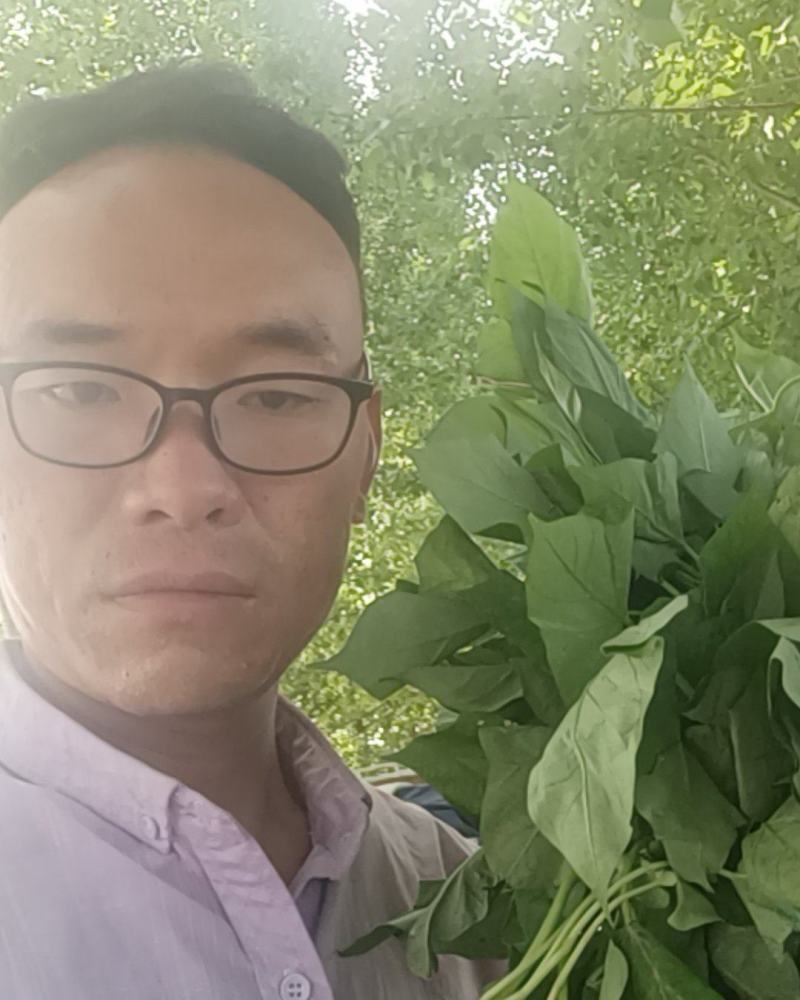 红薯苗，优质脱毒红薯苗，品种展示